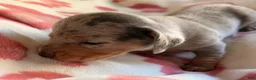 Miniature Dachshund dogs for sale: Buster - Ad 2