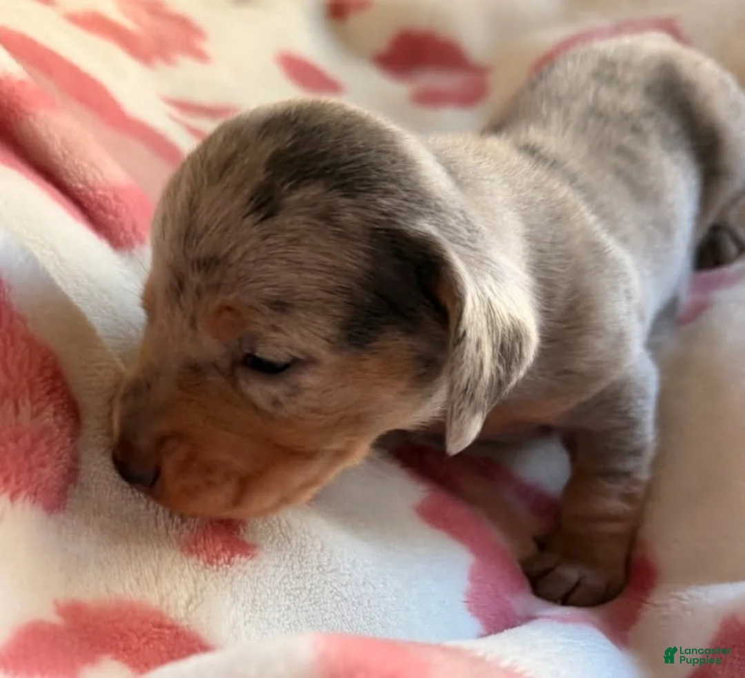 Miniature Dachshund dogs for sale: Buster - Ad 2