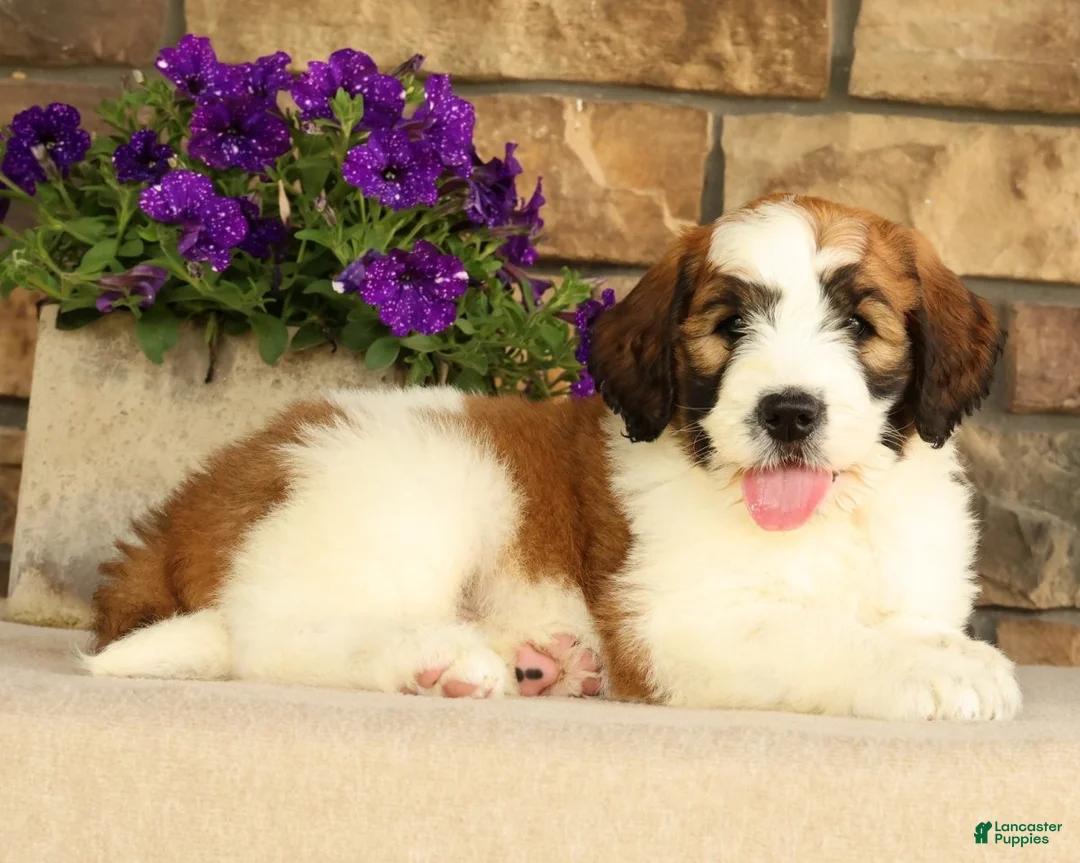 Saint Berdoodles dogs for sale: Wilder - Ad 2