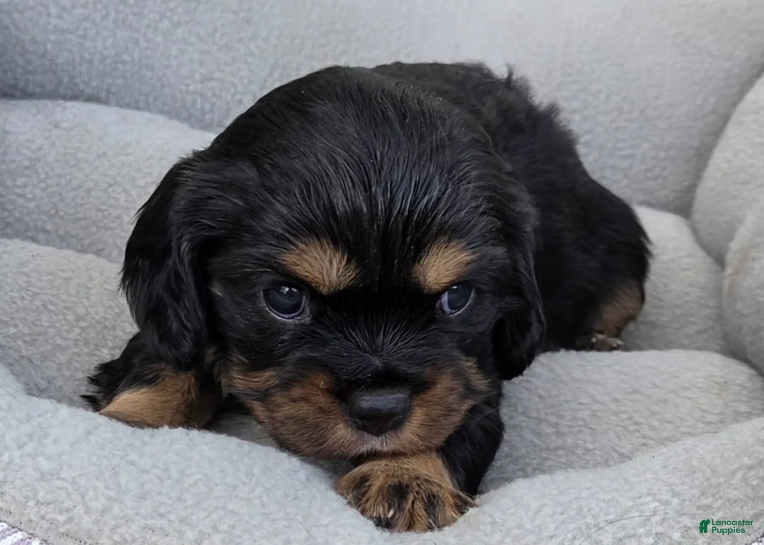 Cavalier King Charles Spaniel dogs for sale: Cavalier King Charles Spaniel 4 - Ad 2