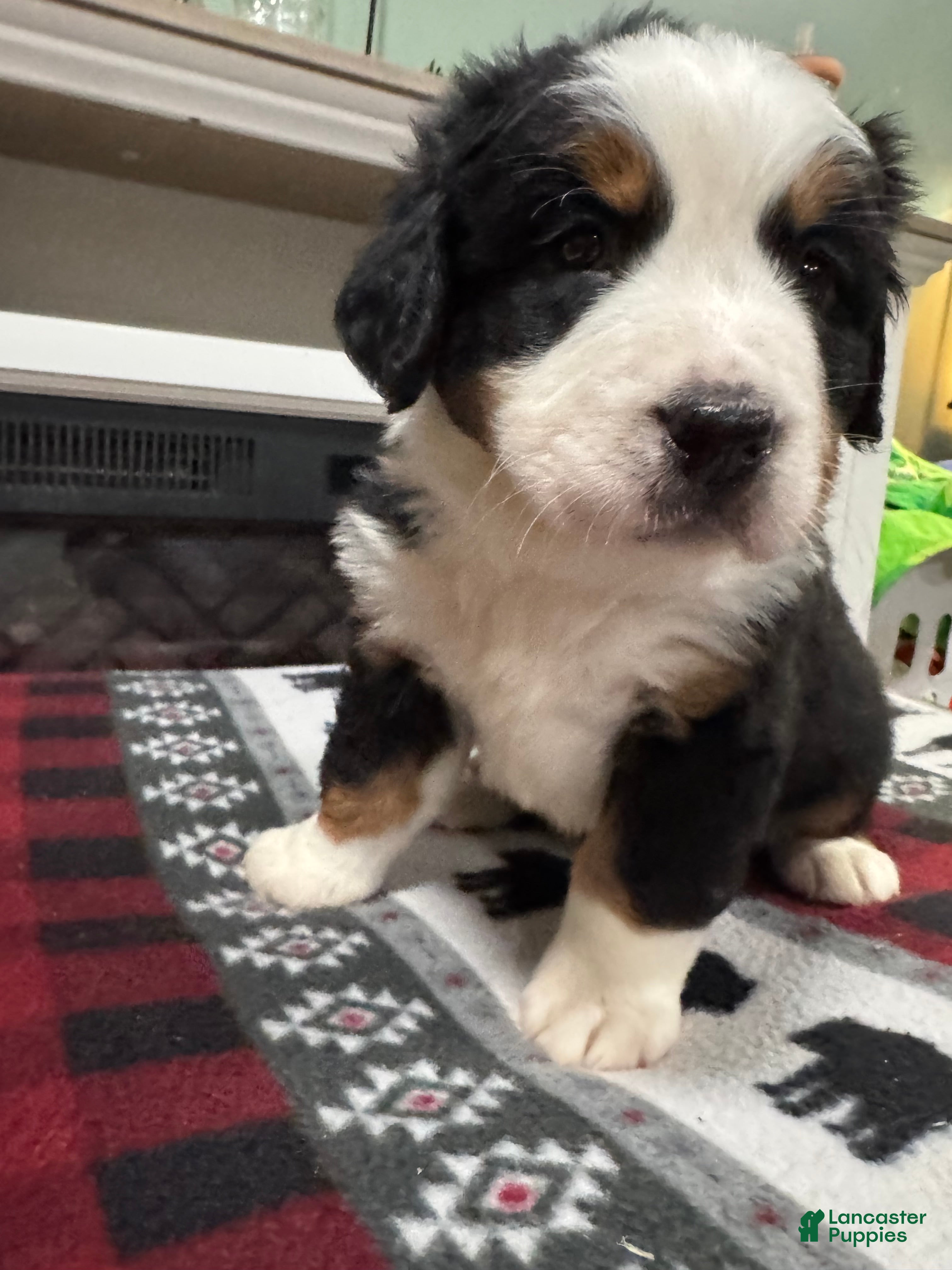 Bernese Mountain Dog dogs Hope - Ad 2