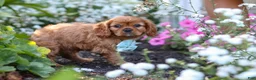 Cavalier King Charles Spaniel dogs for sale: Holden - Ad 4