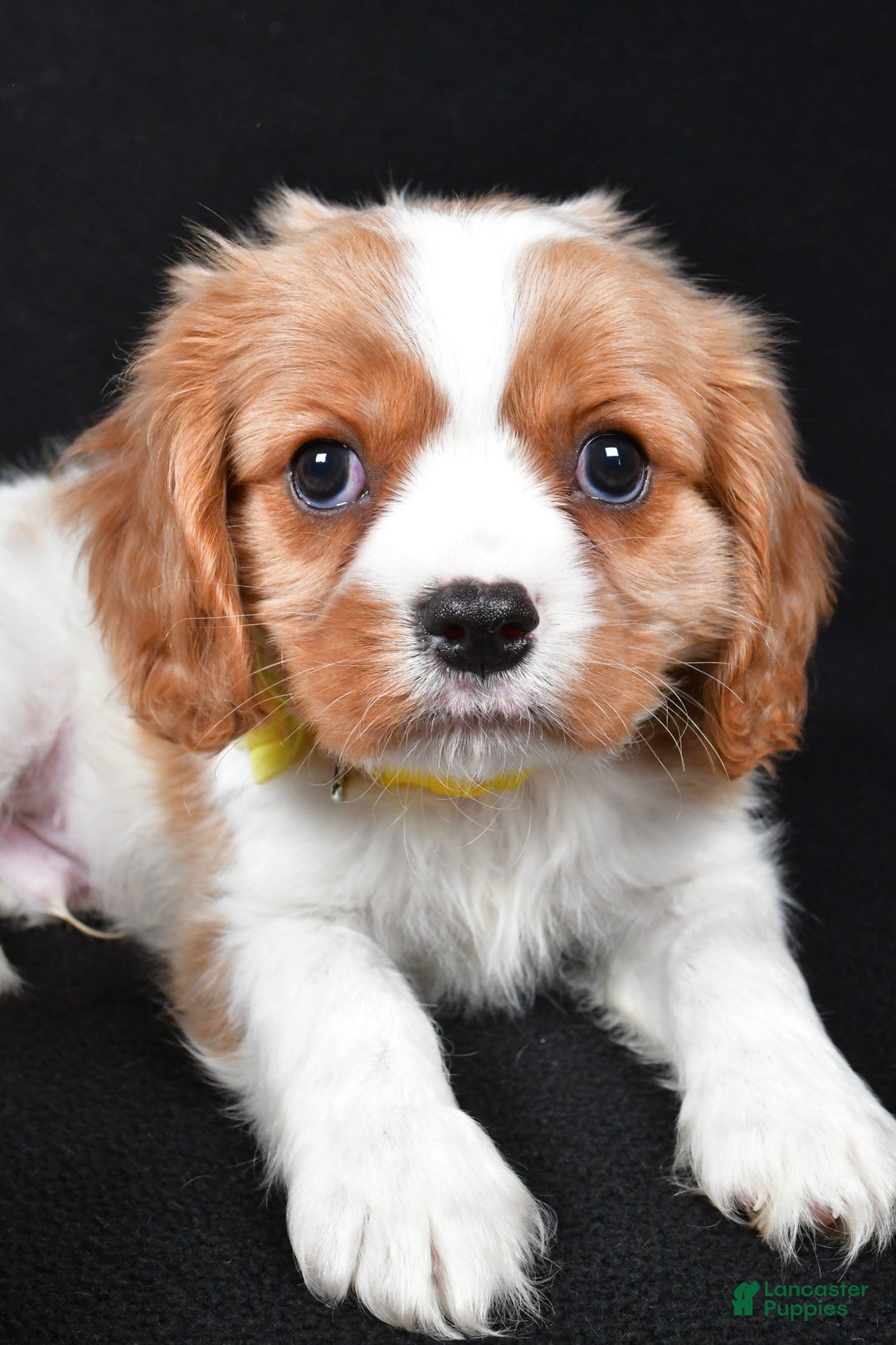 Cavalier King Charles Spaniel dogs for sale: Travis - Ad 4