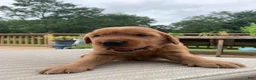 Golden Retriever dogs for sale: Azlan - Ad 5