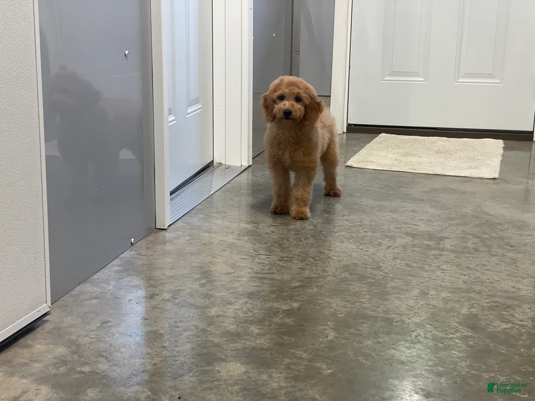 Mini Goldendoodle dogs for sale: Molly Mini Goldendoodle  - Ad 26