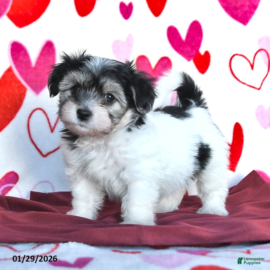 Havanese dogs Secret - Ad 9