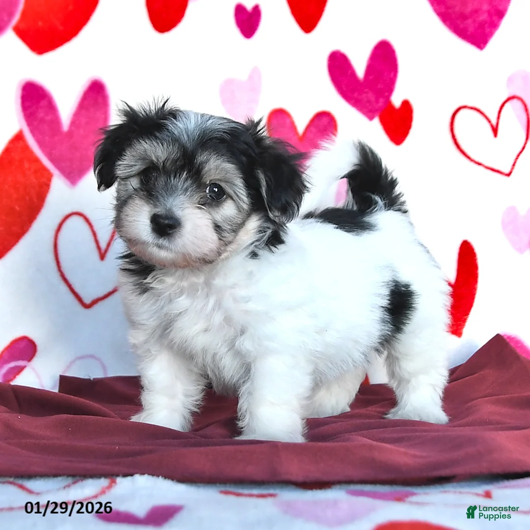 Havanese dogs for sale: Secret - Ad 1