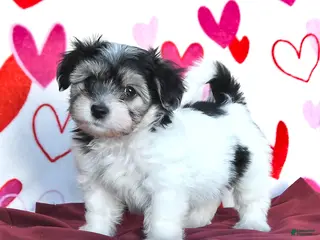 Havanese dogs Secret - Ad 9