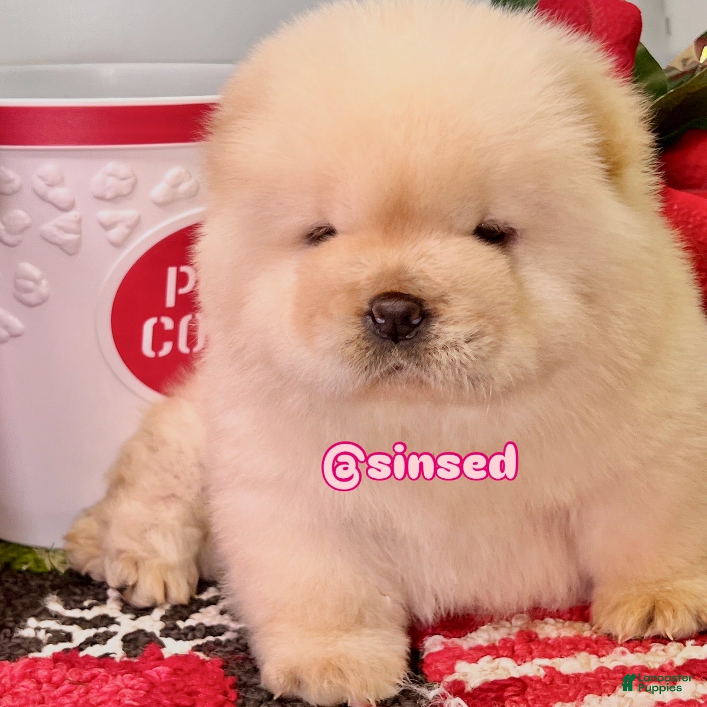 Chow Chow dogs Noel - Ad 33