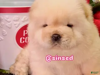 Chow Chow dogs Noel - Ad 5