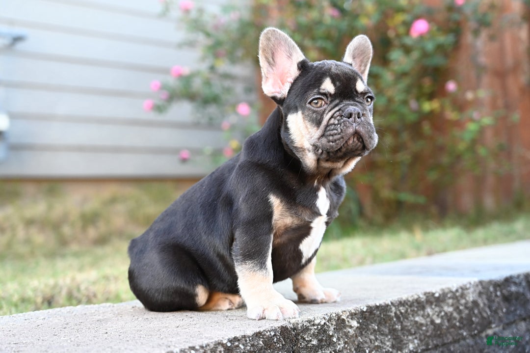 French Bulldog dogs for sale: Aladdin - Ad 3