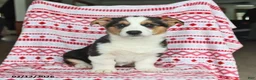Welsh Corgi Pembroke dogs for sale: Irene - Ad 4
