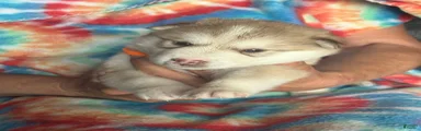 Alaskan Malamute 2