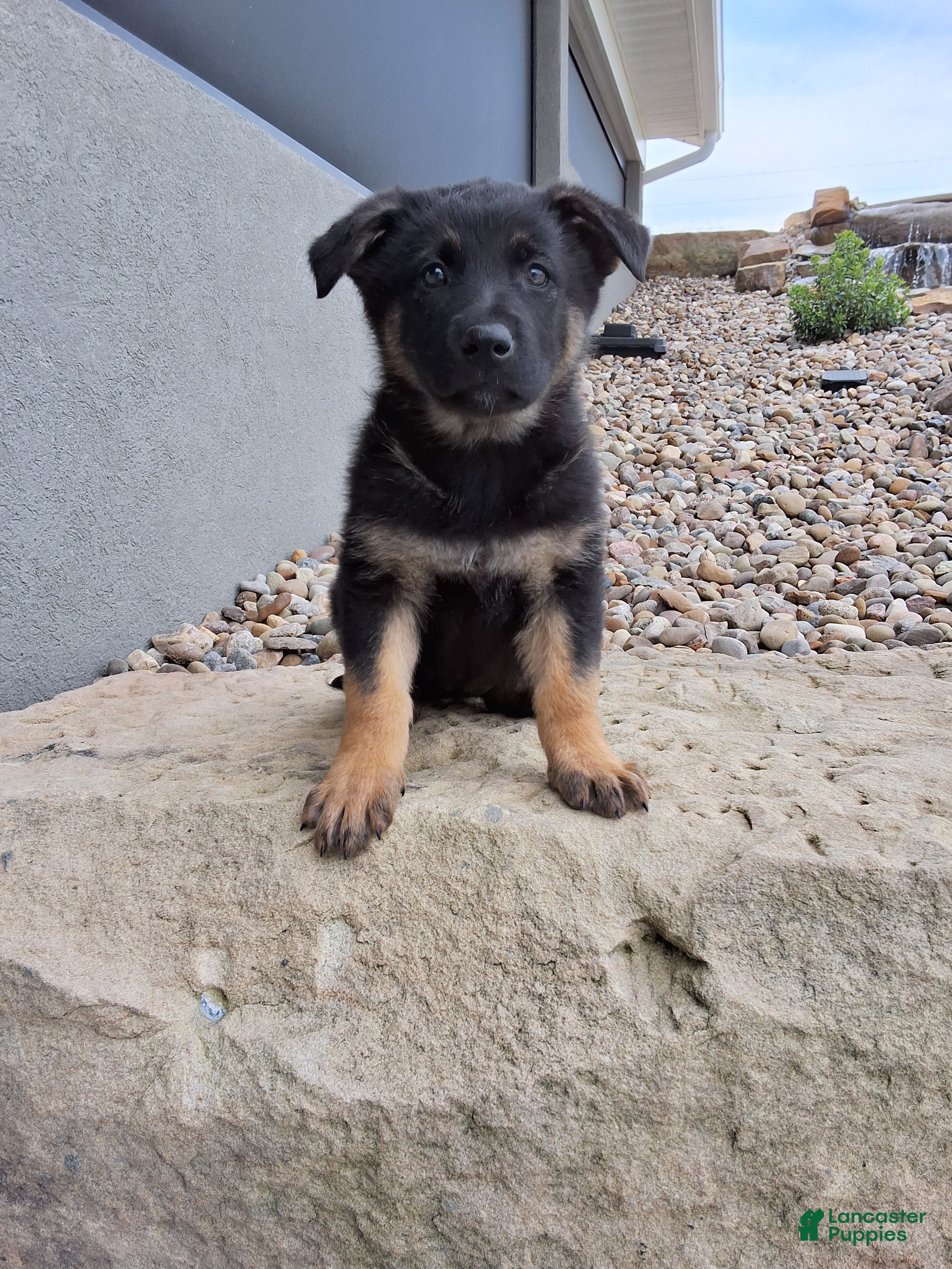 German Shepherd dogs Sasha - Ad 1