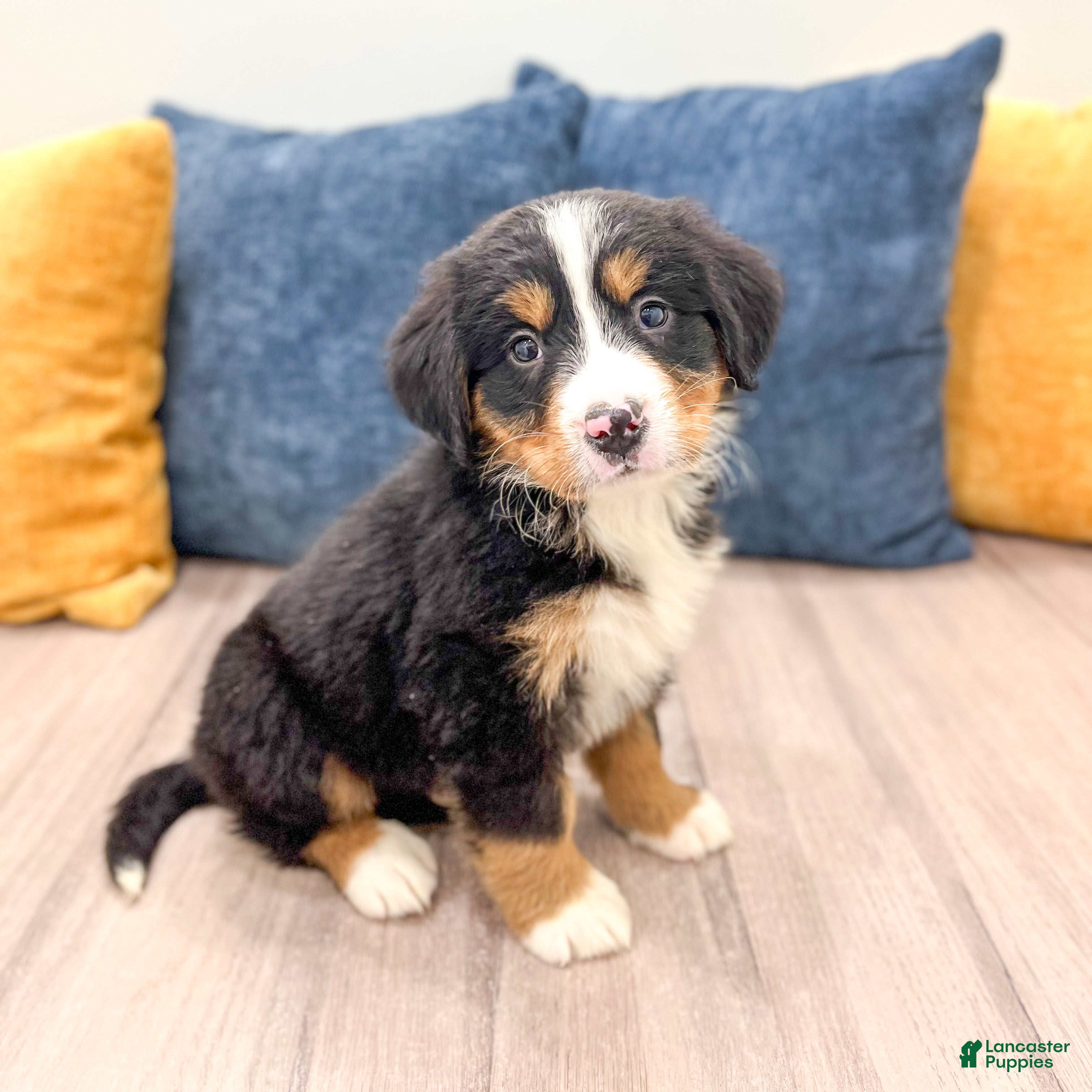 Bernese Mountain Dog dogs Harry - Ad 1
