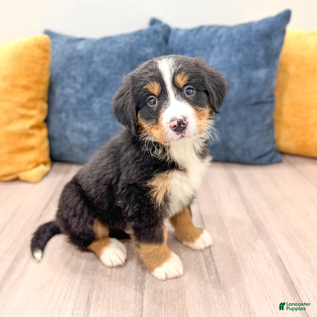 Bernese Mountain Dog dogs for sale: Harry - Ad 1