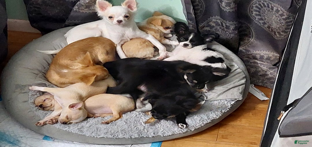 Gallery Image {{count}}