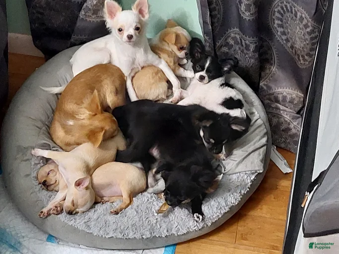 Gallery Image {{count}}