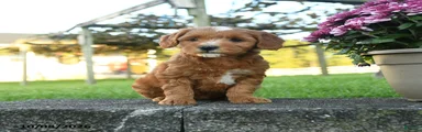 Percival
