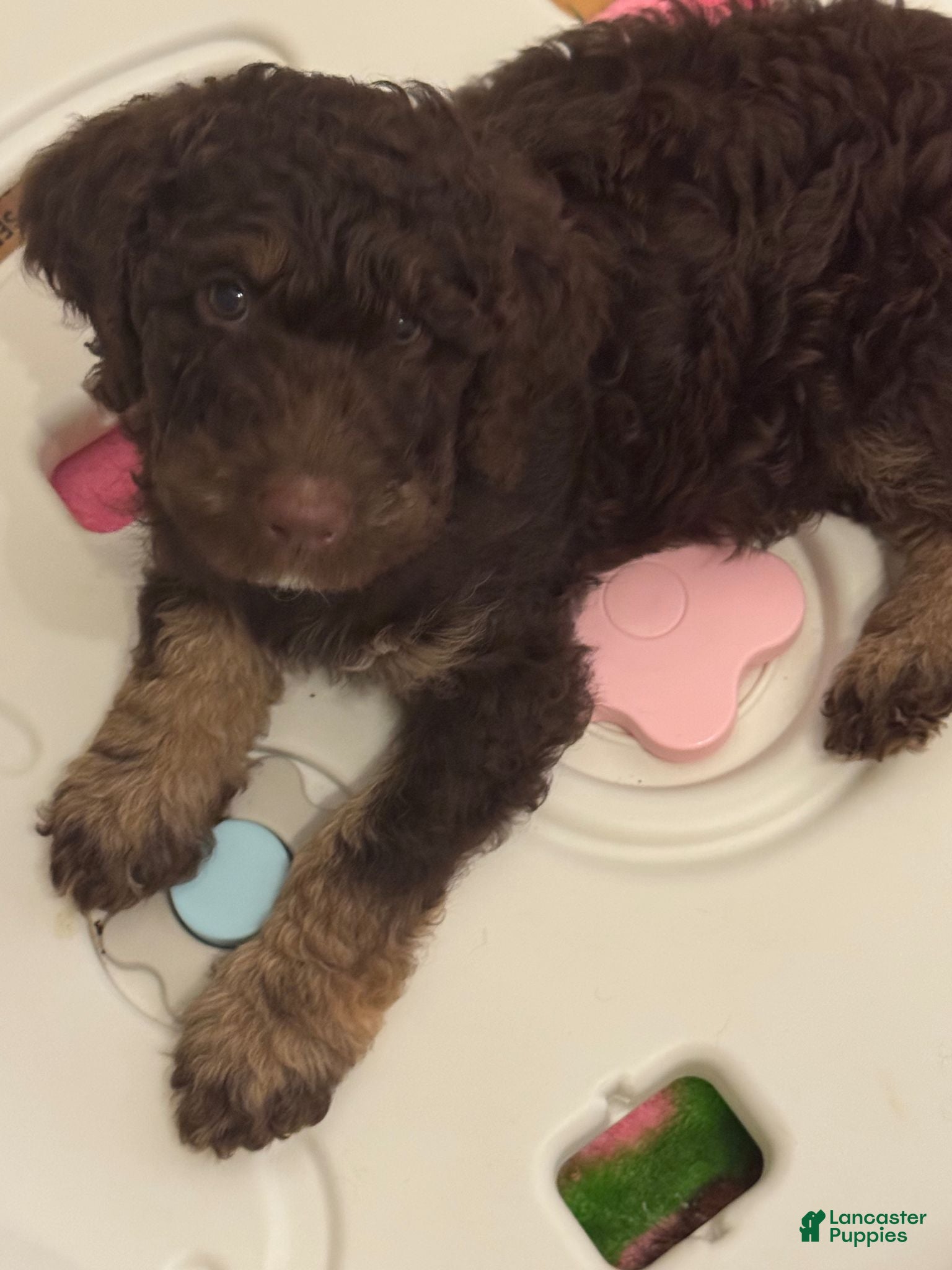 Bernedoodle dogs for sale: Duke - Ad 4