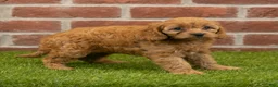 Cavapoo dogs for sale: Macy - Ad 7