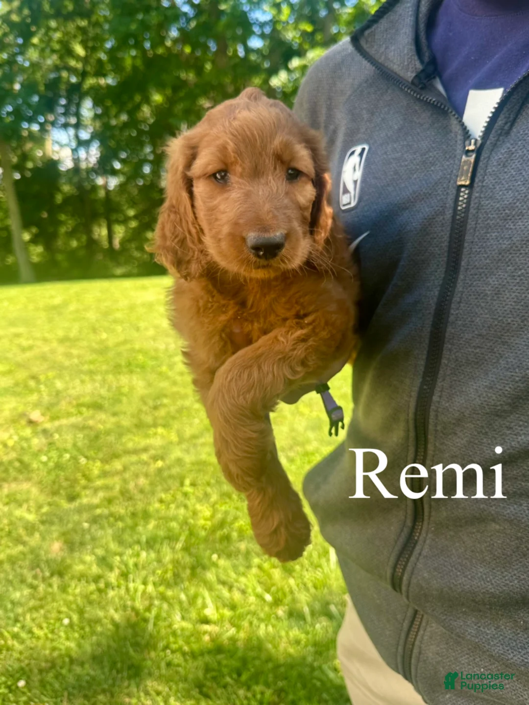 Goldendoodle dogs for sale: Remi - Ad 1