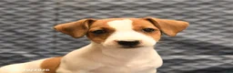 Jack Russell Terrier dogs for sale: Emily - Ad 5