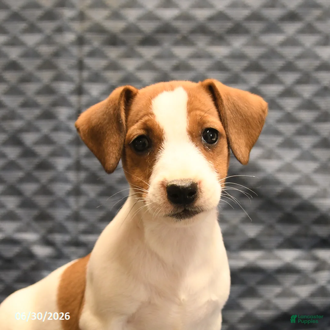 Jack Russell Terrier dogs for sale: Emily - Ad 5