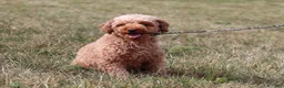 Toy Poodle dogs for sale: Turner - Ad 7