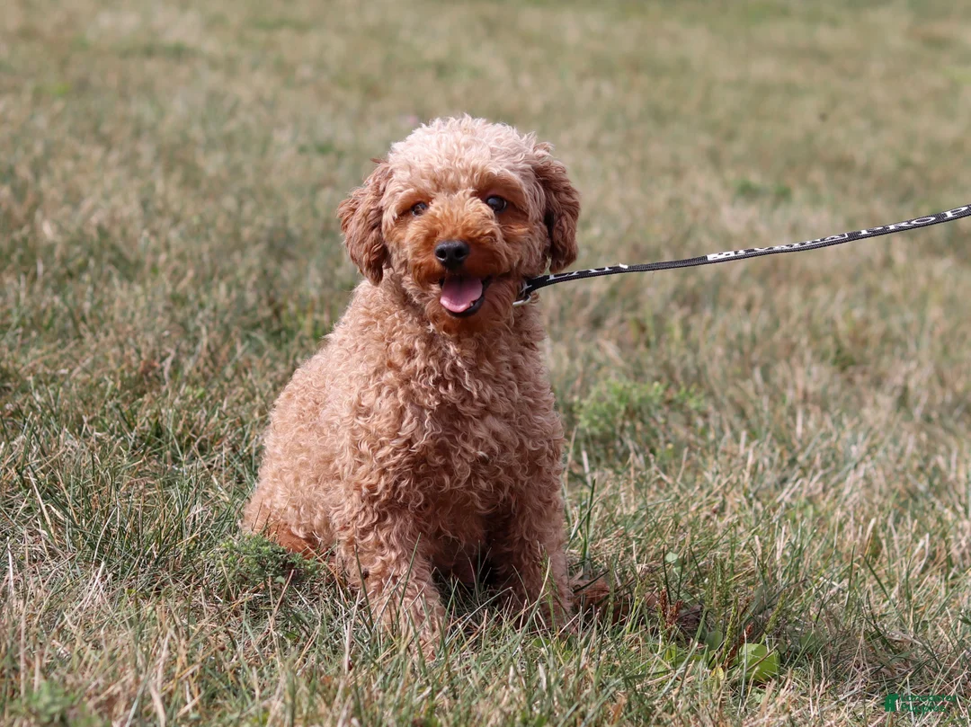 Toy Poodle dogs for sale: Turner - Ad 7