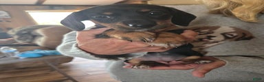 Dachshund Puppy 7