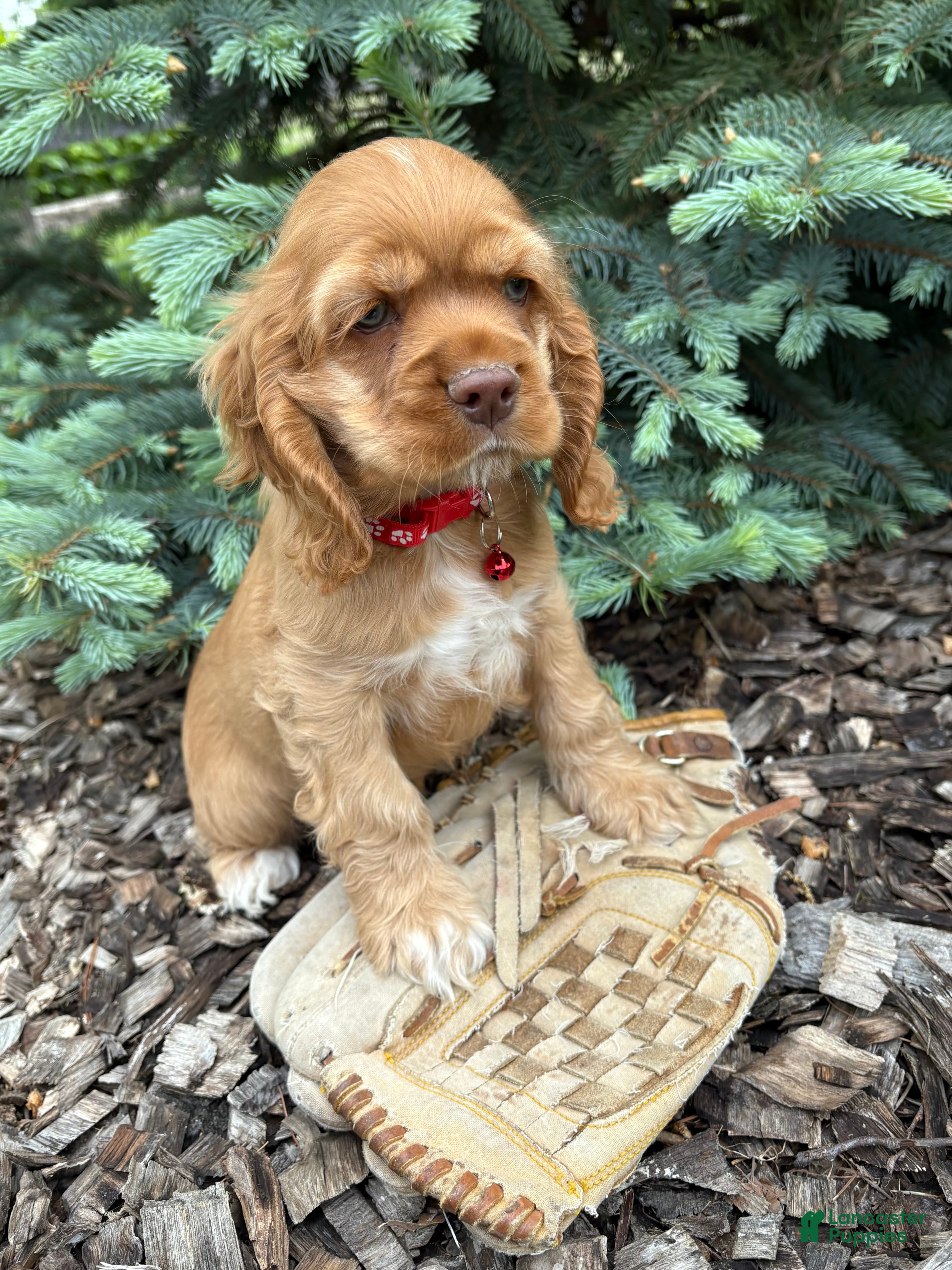 Cocker Spaniel dogs Jackson - Ad 2