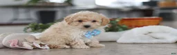 Maltipoo dogs for sale: Bodie - Ad 4