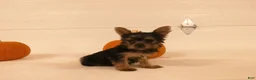 Yorkshire Terrier dogs for sale: Mia  - Ad 8