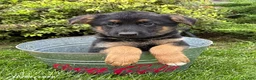 German Shepherd dogs for sale: Demi - Ad 3