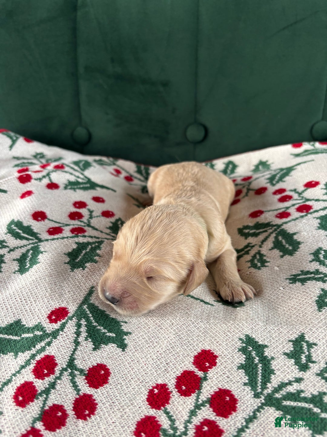 Goldendoodle dogs for sale: Nevada - Ad 7