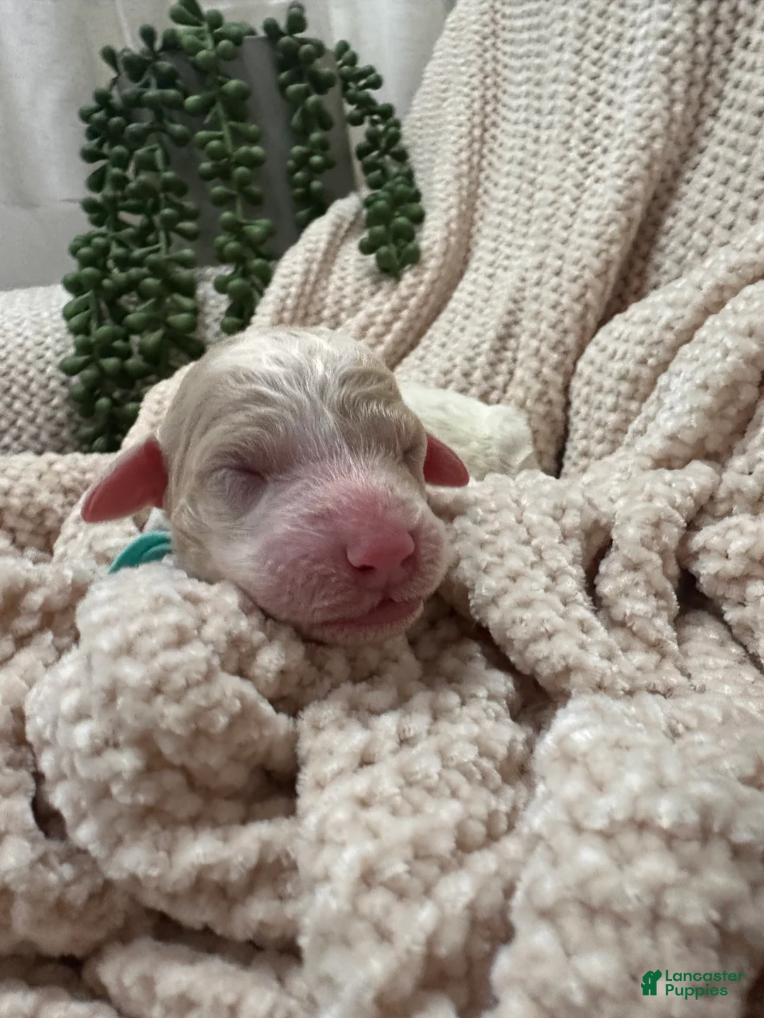 Goldendoodle dogs for sale: Jade 🩵 - Ad 2