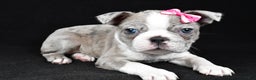 Boston Terrier dogs for sale: Holly - Ad 6