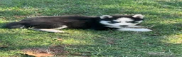 Siberian Husky dogs for sale: Sierra - Ad 8