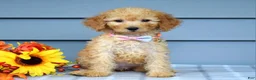 Goldendoodle dogs for sale: Olivia - Ad 4