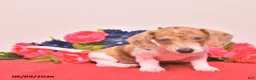 Miniature Dachshund dogs for sale: Walter - Ad 5