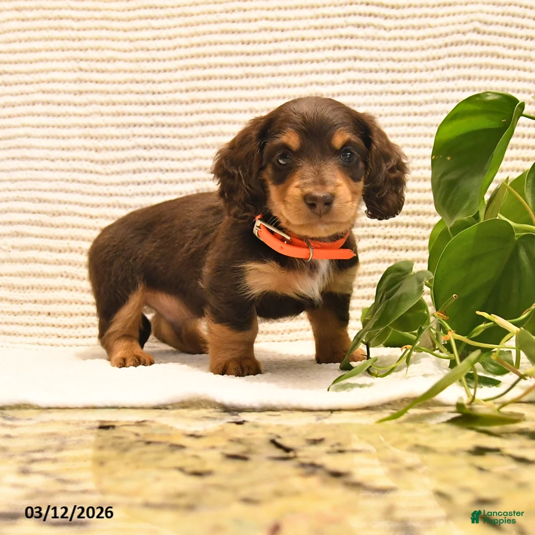Miniature Dachshund dogs for sale: Milo - Ad 1