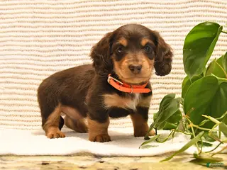 Miniature Dachshund dogs for sale: Milo - Ad 1