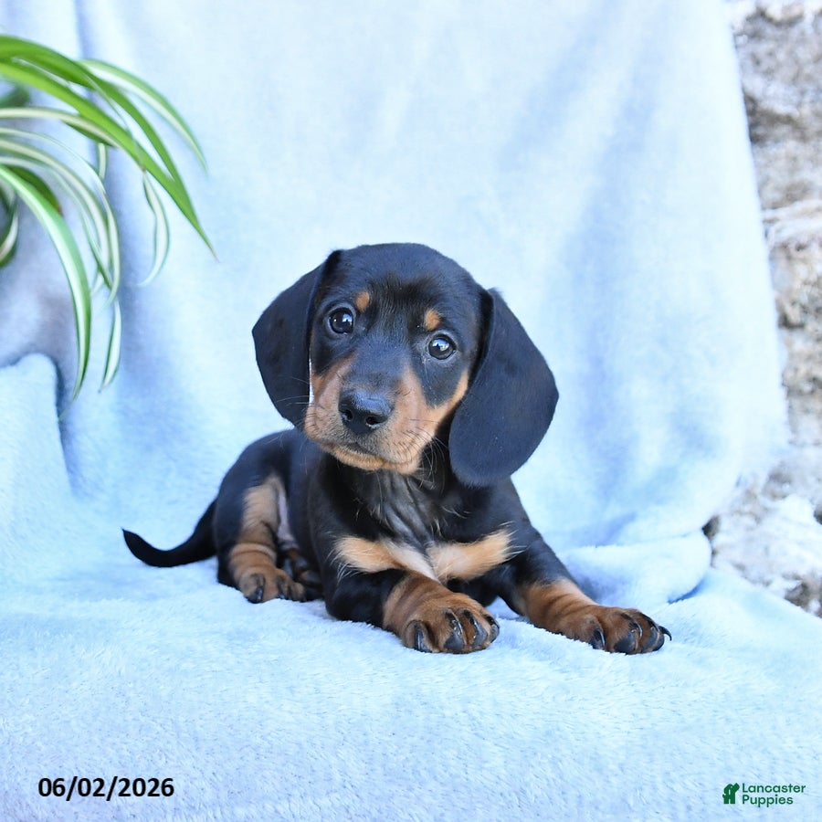 Miniature Dachshund dogs Benji - Ad 2