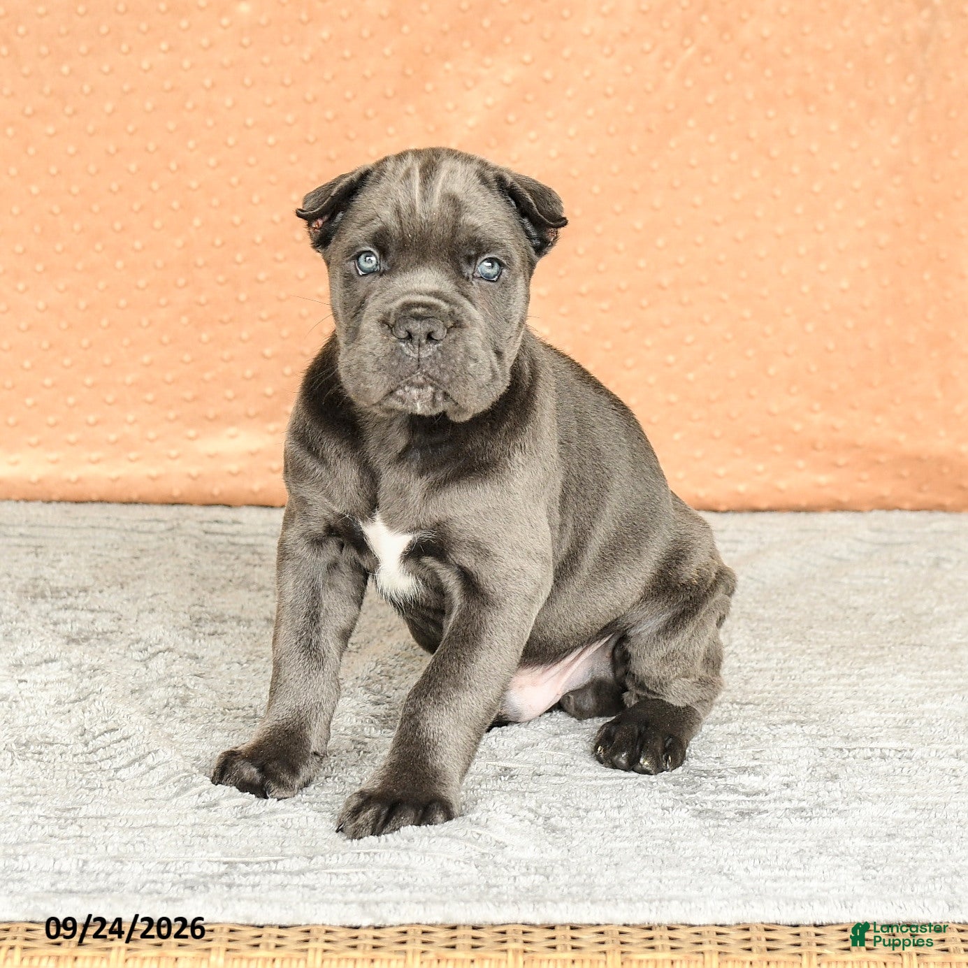 Cane Corso dogs Rafael - Ad 1