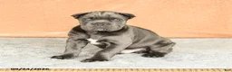 Cane Corso dogs for sale: Rafael - Ad 1