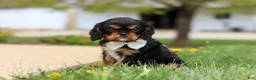 Cavalier King Charles Spaniel dogs for sale: Bentley - Ad 1
