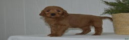 Goldendoodle dogs for sale: Bella - Ad 4