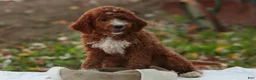 Cavapoo dogs for sale: Rory Cavapoo  - Ad 5