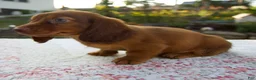 Miniature Dachshund dogs for sale: Nico - Ad 4